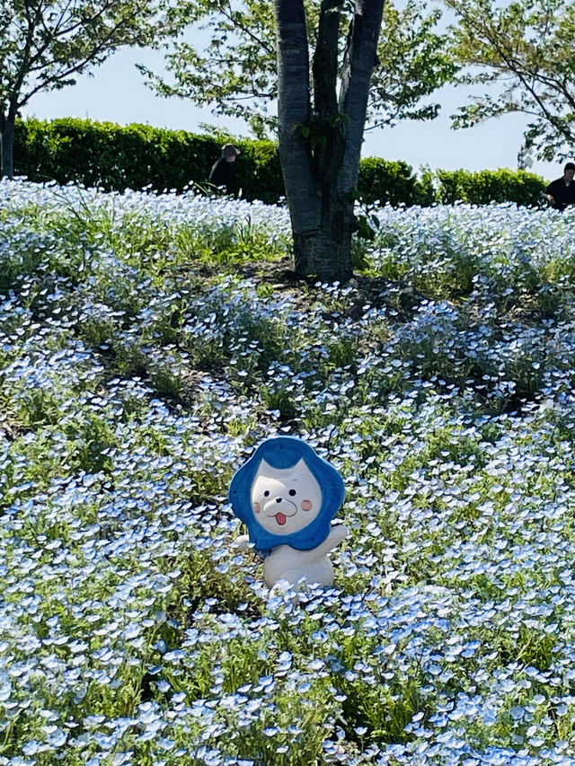 【大阪府】大阪まいしまシーサイドパークのネモフィラ祭り
