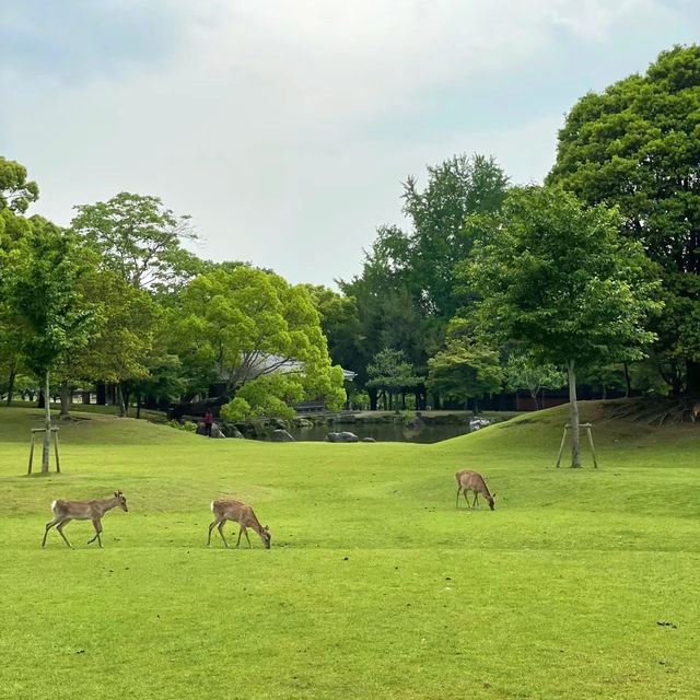 【吉隆坡】鹿園：野生動物與大自然的完美結合，讓您親近奇珍異景