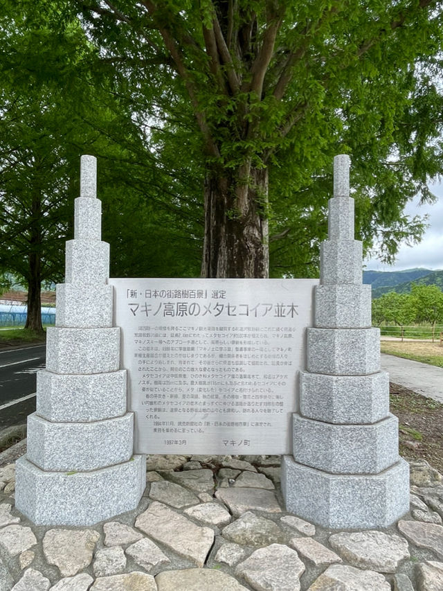 新緑でリフレッシュ🌲圧巻のメタセコイア並木🌲