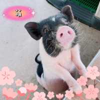 三隻小豬觀光農場 🖌 繽紛可愛的小小動物園🐖🦜