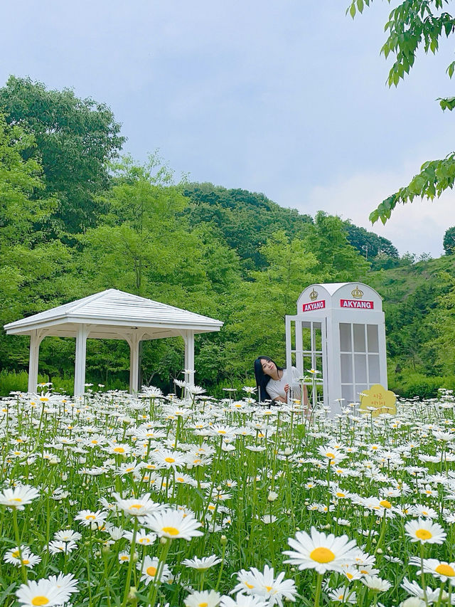 🤍함안 샤스타데이지군락!! 경남근교 제일 예쁜 곳🤍