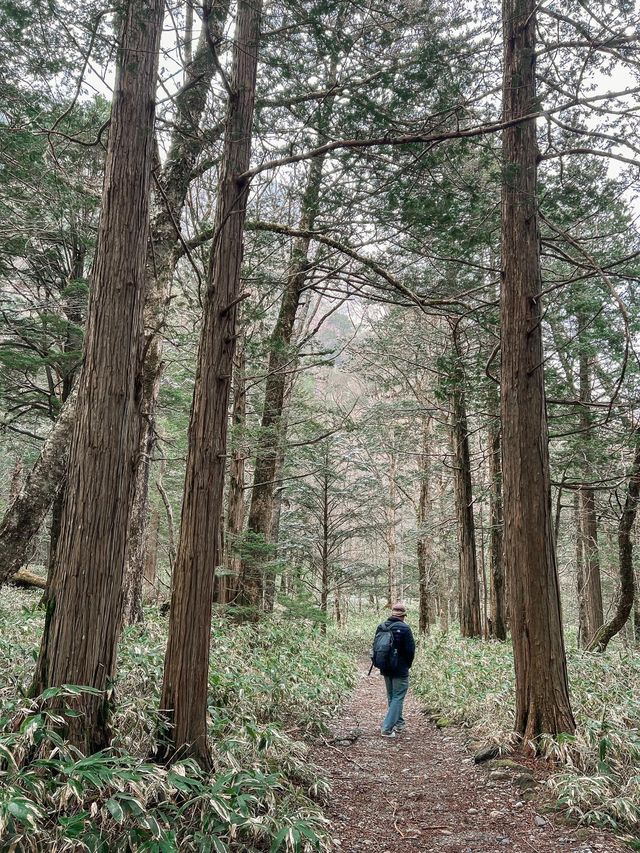 เดินเทรลในป่าสุดโรแมนติกที่ Kamikochi🌿❄️