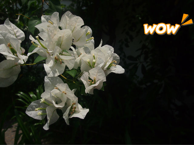 【春天好去處】🌿香港郊遊🍀@元荃古道：☀️靚景賞花🌸，適合假日郊遊