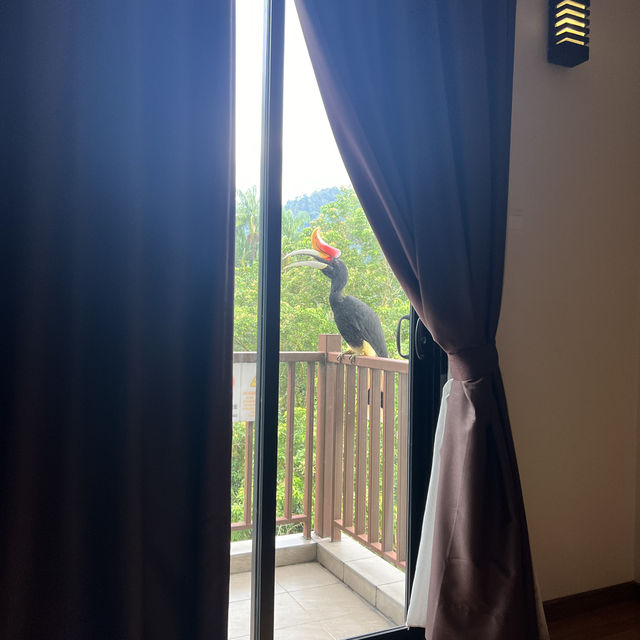 Hornbill paid me a visit 🤩