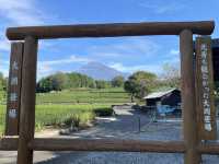 靜岡縣限定景色、茶畑加富士山