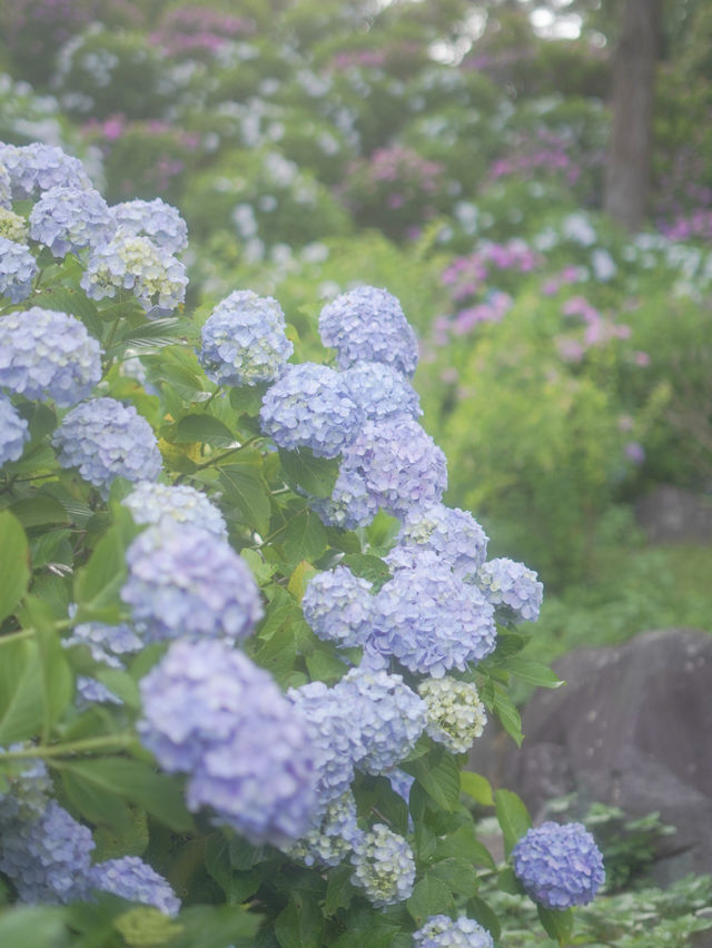 【 神奈川/ 小田原 】お城とあじさい花菖蒲のコラボ