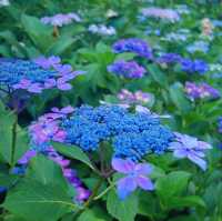 【鎌倉】長谷寺のあじさい！人気の紫陽花路を散策