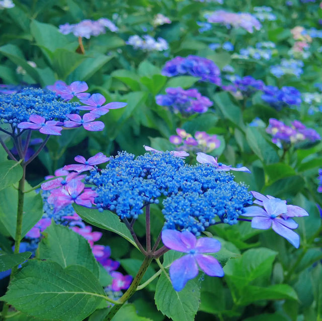 【鎌倉】長谷寺のあじさい！人気の紫陽花路を散策