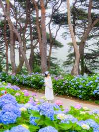 경상도 수국 모음💙💜 