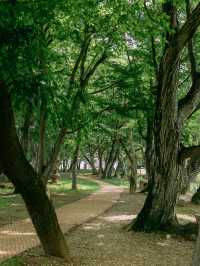 경남 사진찍기 좋은 여행지, 고성 장산숲🌳