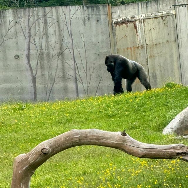 英國超人氣的動物園