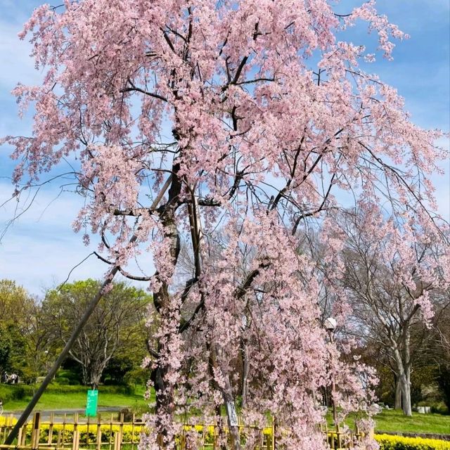 大阪休閒的好去處...花博紀念公園鶴見綠地