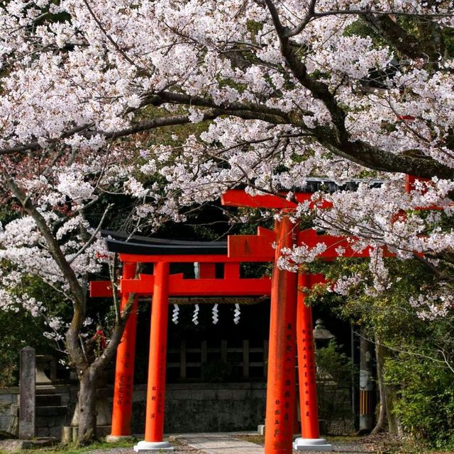 Cherry Blossom Season in Kyoto 🌸✨