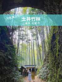 【三重 尾鷲市】不思議な空間すぎる🎋土井竹林🌿✨