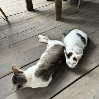Ozone Cafe: คาเฟ่ธรรมชาติในเชียงราย