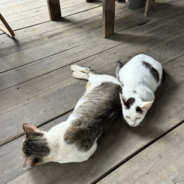 Ozone Cafe: คาเฟ่ธรรมชาติในเชียงราย