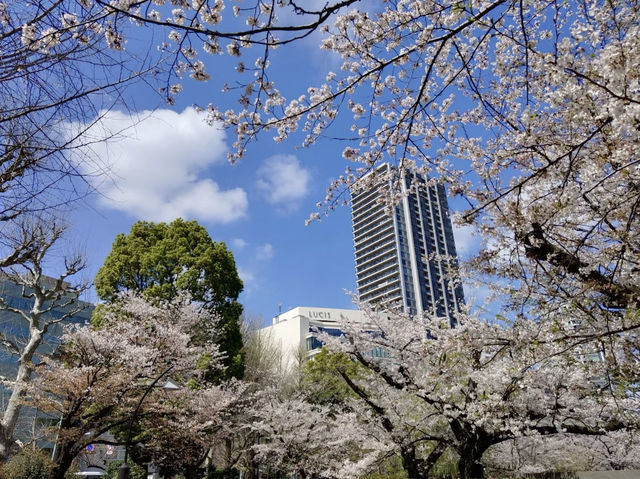 【東京】上野公園🔥：魯迅筆下的緋紅輕雲，享受東京慢生活🏖️🏖️