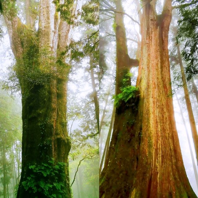 阿里山之姊妹潭及巨木群棧道