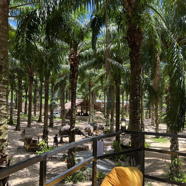 Baan Chang Cafe’ at Krabi🐘☕️🌿🌴🌴
