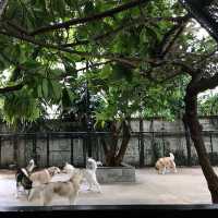 🇹🇭 Pet lovers Cafe in Thailand TrueLove @ Neverland  