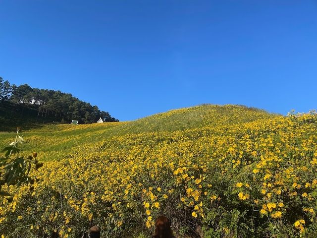ทุ่งบัวตองดอยแม่อูคอ🌼🌼