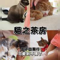 【荃灣】主子四圍走，愛貓人士必去