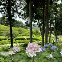 宇治6-7月盛名的繡球花園