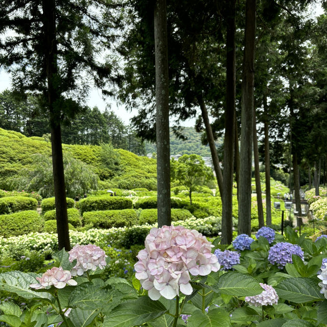 宇治6-7月盛名的繡球花園