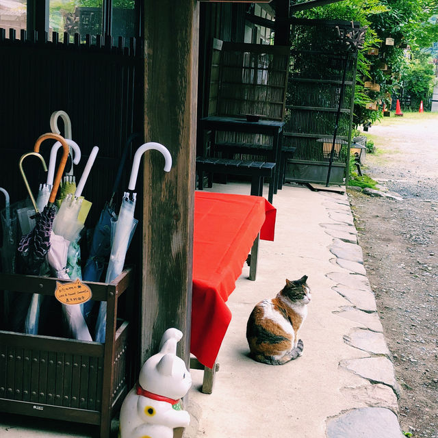 【🇯🇵京都】にゃんにゃんと招かれてやって来た🐈