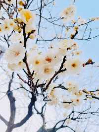 湯島天神梅まつり🌸