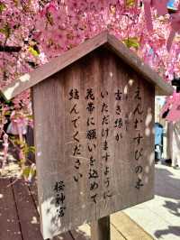 🎀リボン×桜🌸 の組み合わせが最強に可愛い神社⛩