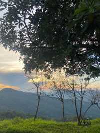 แคมป์ภูชี้ฟ้า | จ.เชียงราย ⛺️🌳☀️💫