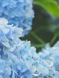 【神奈川/鎌倉】紫陽花の名所‼︎明月院ブルー‼︎