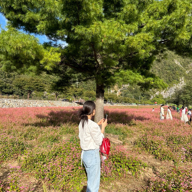 영월에서만 볼 수 있는 홍메밀밭