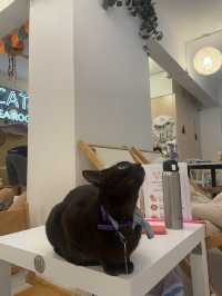 Cat cafe in Tsim sha Tsui @Hongkong
