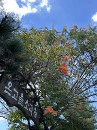 날 좋은날 전주 한옥마을 산책 어때요?!