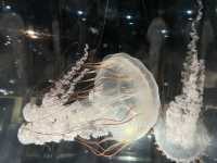 Dive Into Wonder: Exploring Osaka Aquarium Kaiyukan