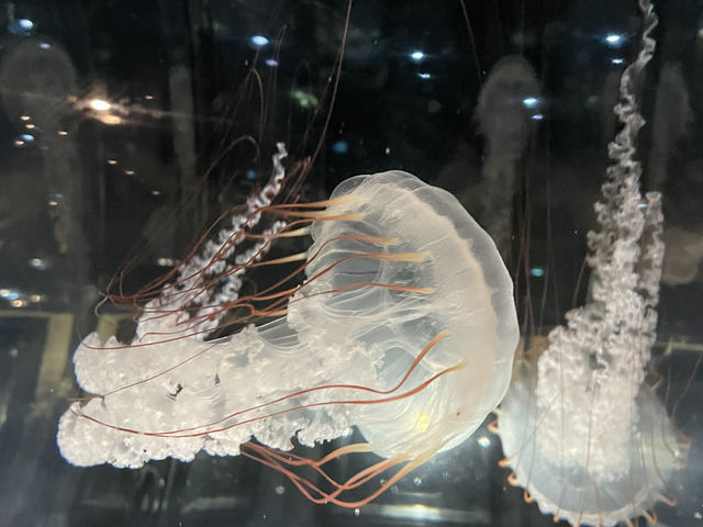 Dive Into Wonder: Exploring Osaka Aquarium Kaiyukan