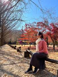 Instagrammable Fall Colors of Nami Island 🇰🇷