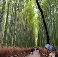 วัดเซ็นและทางเดินป่าไผ่ 🎋