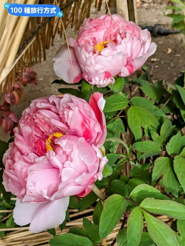 東京賞牡丹花的好去處-上野東照宮牡丹苑