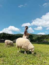 ไปให้อาหารน้องแกะที่ ม่อนแกะ เขาค้อ กัน 🌳🐑 