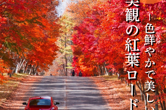 長野】まさかの道中が美しすぎた🤩紅葉のトンネルが絵になるすぎる