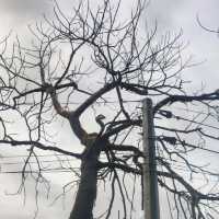 the silent majesty of a leafless tree