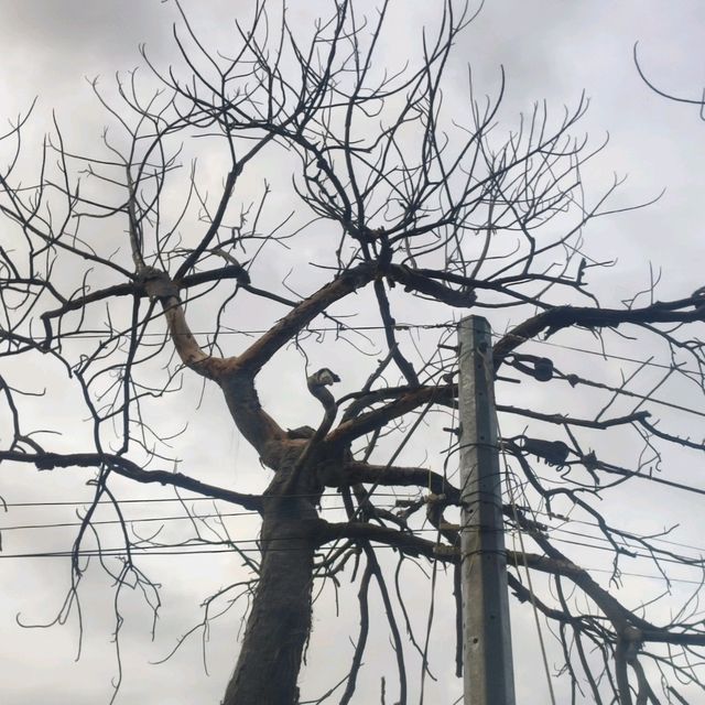 the silent majesty of a leafless tree