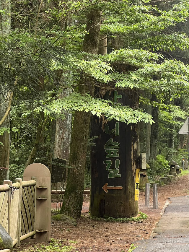 เที่ยวเชจู saryeoni forest path