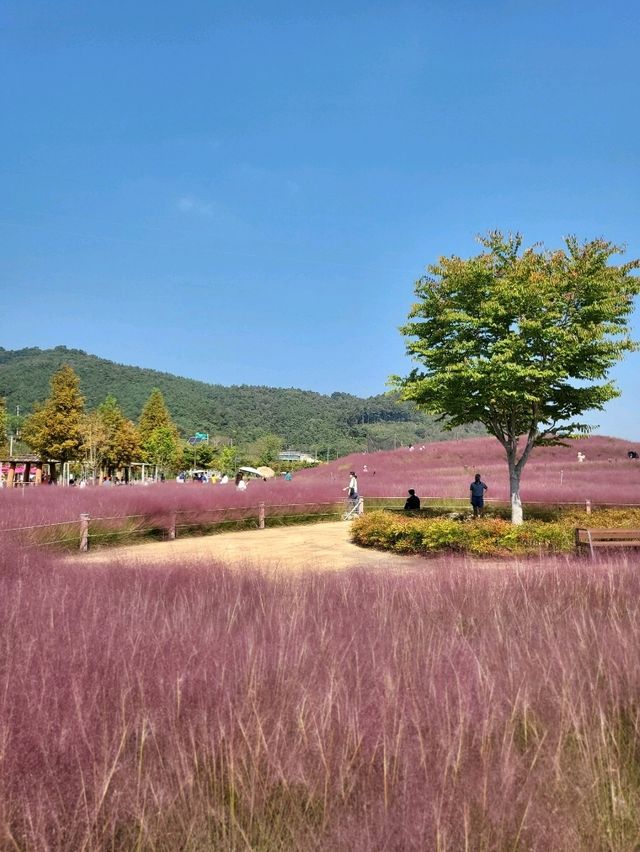 내년이 다시 기대되는 핑크뮬리 핫플