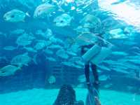 Cebu Ocean Park: An Underwater Wonderland