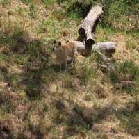 Visit to Cleland National Park