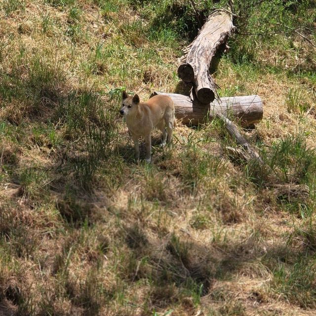 Visit to Cleland National Park